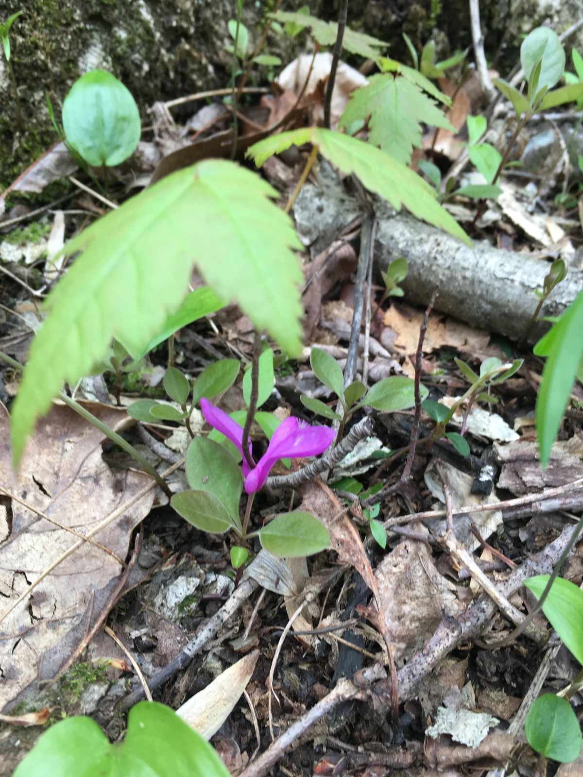 Q: Should We Get Health Insurance? I Feel a Strong Sense of Injustice Around the Healthcare&nbsp;System.